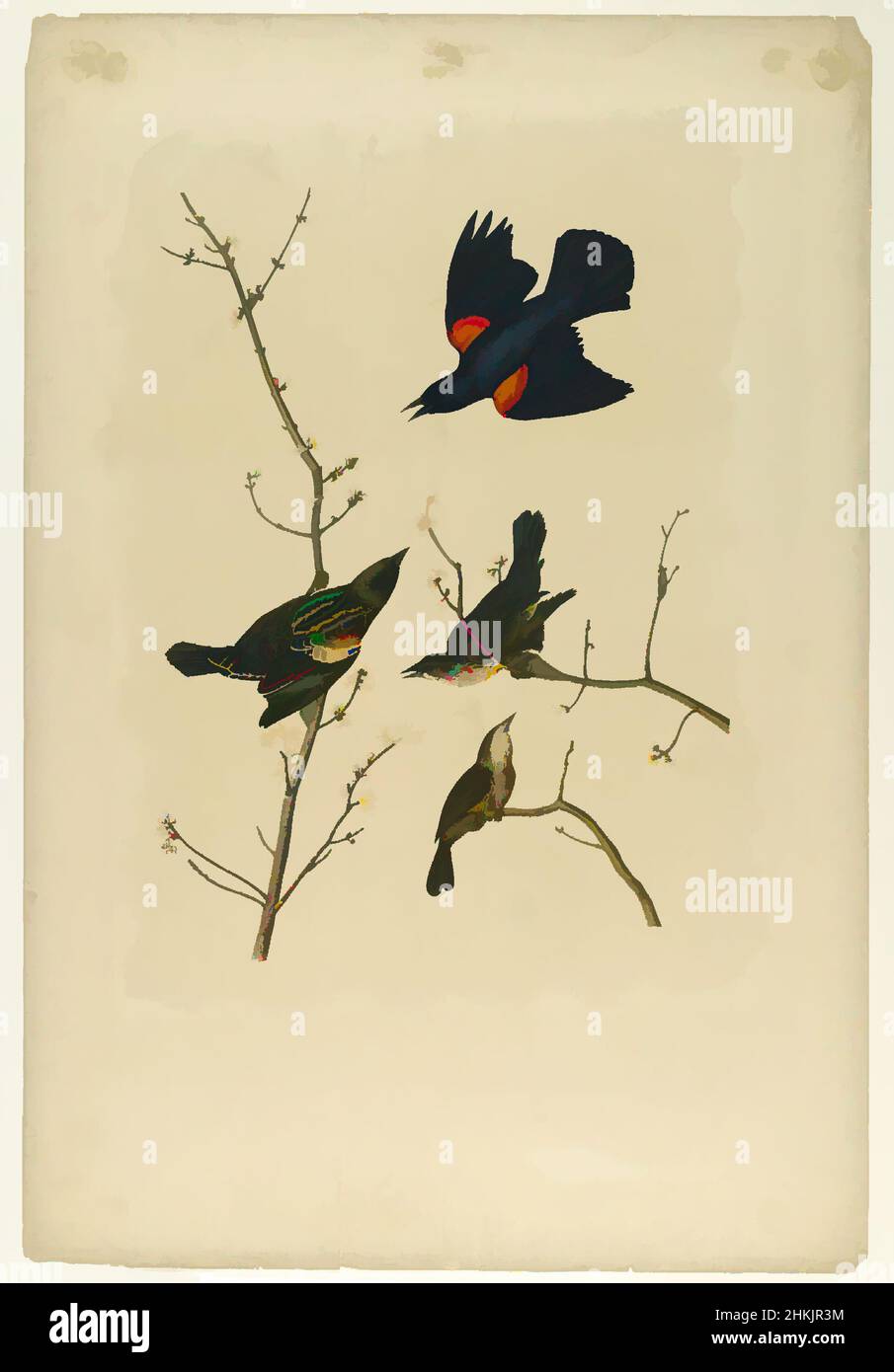 Art inspired by Red-winged Starling or Marsh Blackbird, John James Audubon, American, born Haiti, 1785-1851, Chromolithograph, 1861, Acer, audubon, birds, branches, chromolithograph, fauna, flora, flying, Icterus Phoeniceus, illustration, marsh blackbird, natural history, Nature, nature, Classic works modernized by Artotop with a splash of modernity. Shapes, color and value, eye-catching visual impact on art. Emotions through freedom of artworks in a contemporary way. A timeless message pursuing a wildly creative new direction. Artists turning to the digital medium and creating the Artotop NFT Stock Photo