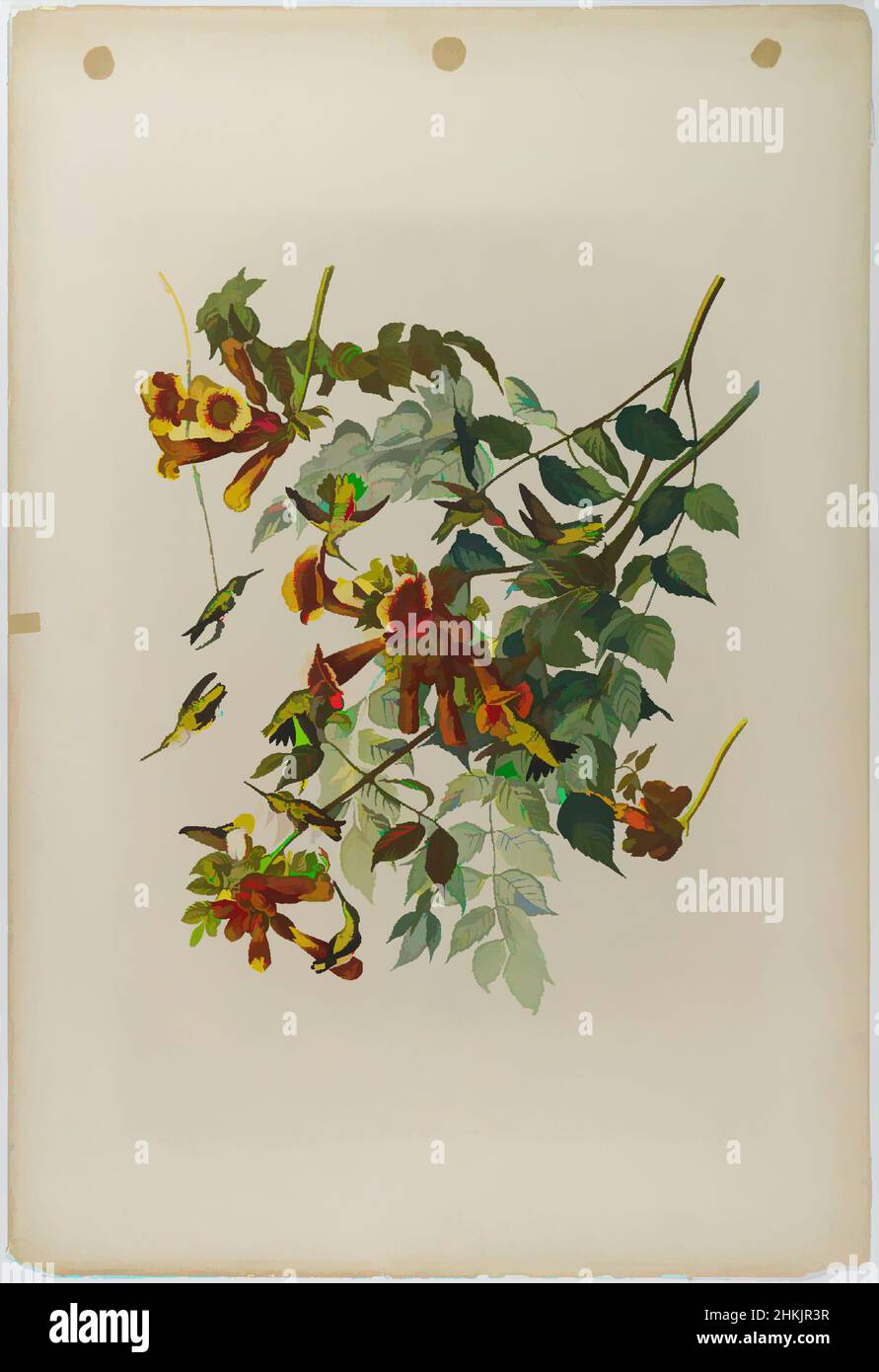 Art inspired by Ruby-throated Humming Bird, John James Audubon, American, born Haiti, 1785-1851, Chromolithograph, 1861, sheet: 40 x 27 1/2 in., 101.6 x 69.9 cm, Bignonia radicans, birds, blossoms, branches, fauna, flight, flora, flowers, leaves, nature study, ornithology, Trochilus, Classic works modernized by Artotop with a splash of modernity. Shapes, color and value, eye-catching visual impact on art. Emotions through freedom of artworks in a contemporary way. A timeless message pursuing a wildly creative new direction. Artists turning to the digital medium and creating the Artotop NFT Stock Photo
