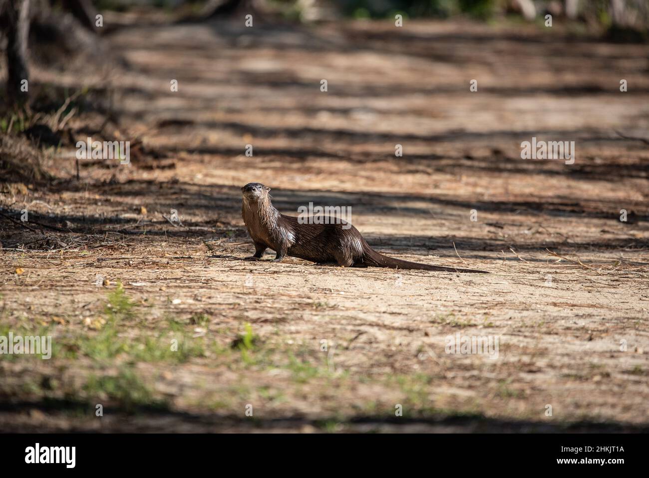 Florida River Otter Stock Photo - Alamy