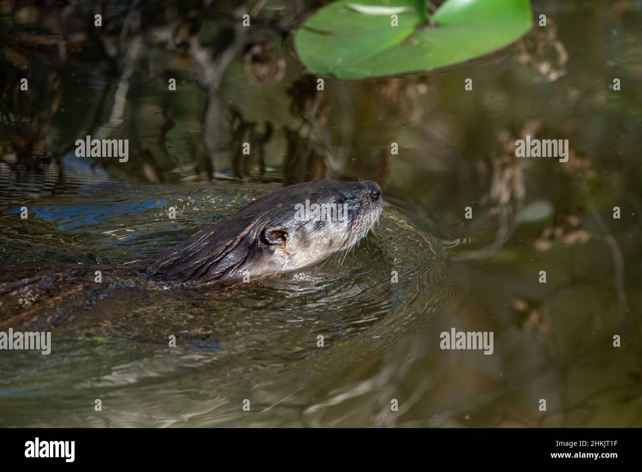 Florida River Otter Stock Photo - Alamy