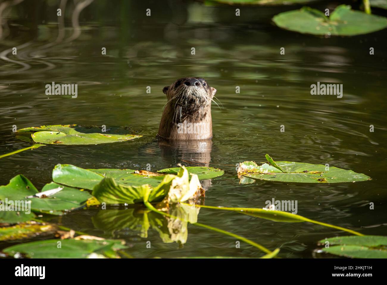 Florida River Otter Stock Photo - Alamy