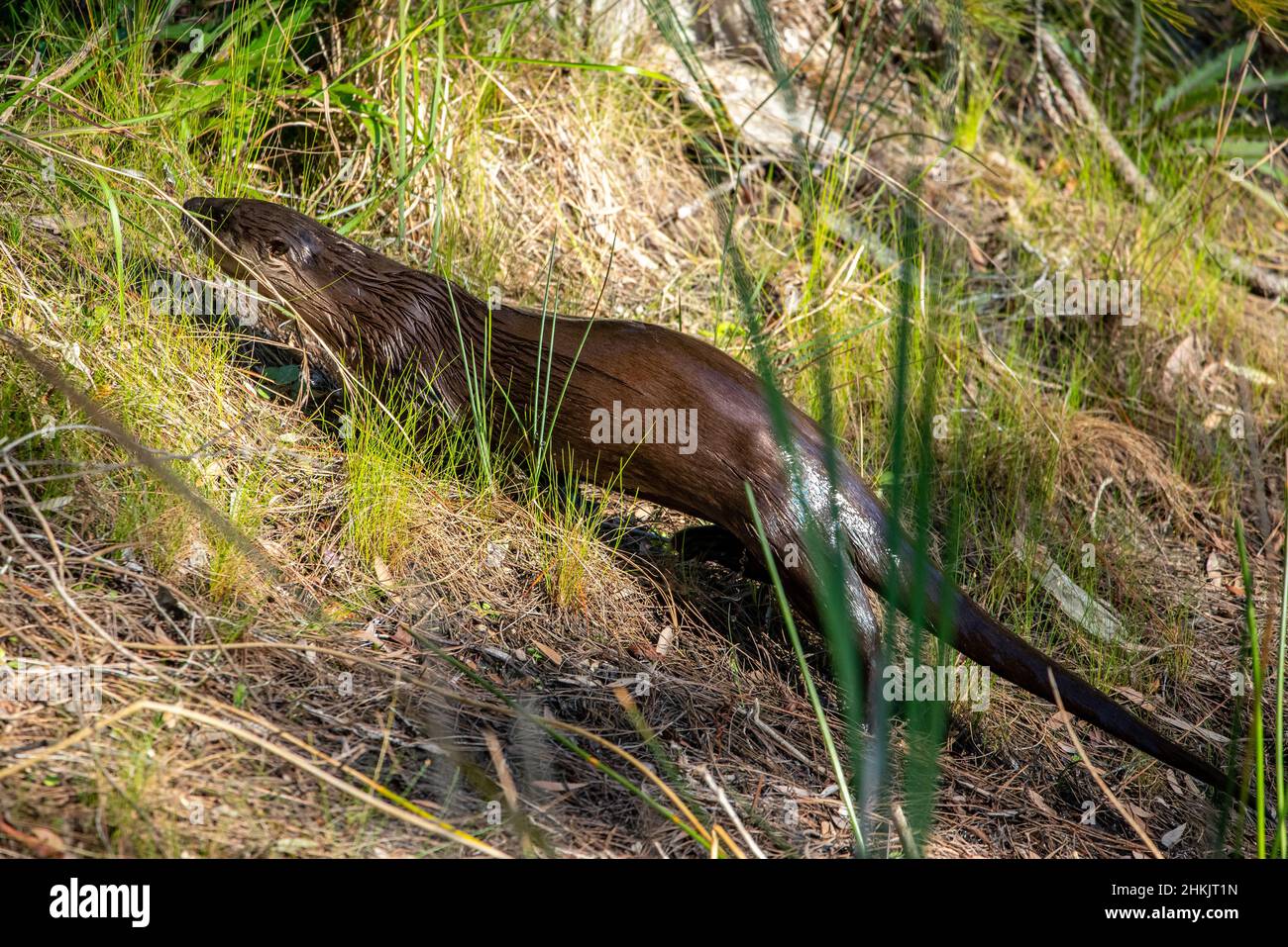 Florida River Otter Stock Photo - Alamy