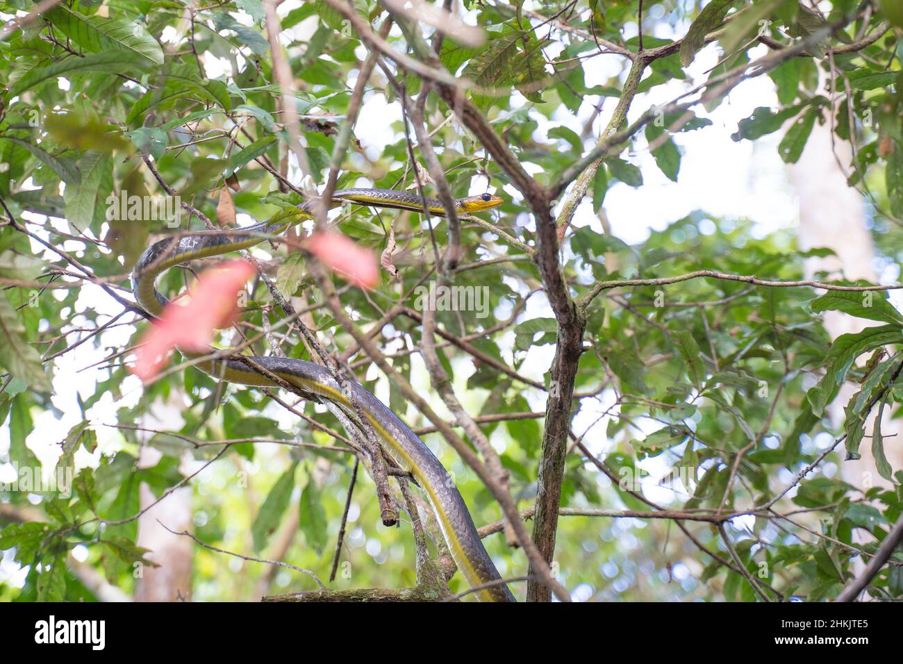 A arboreal snake in a tree, next Sacambu Reserve, Amazon, Peru. Stock Photo