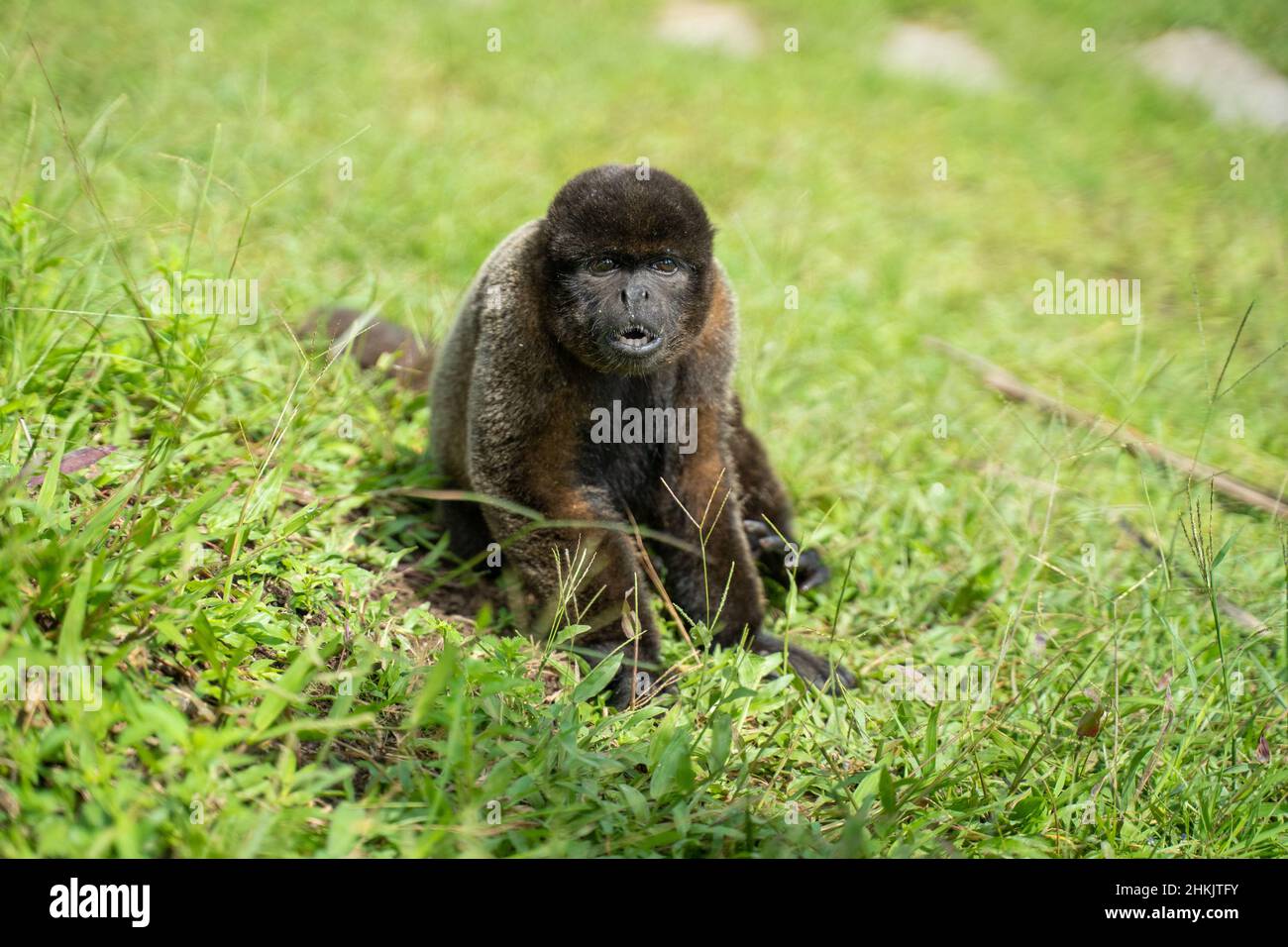 A woolly monkey, At the Community November 3, The Village (Comunidad 03 de Noviembre, La Aldea) Stock Photo