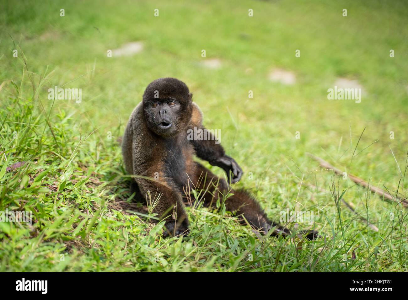 A woolly monkey, At the Community November 3, The Village (Comunidad 03 de Noviembre, La Aldea) Stock Photo