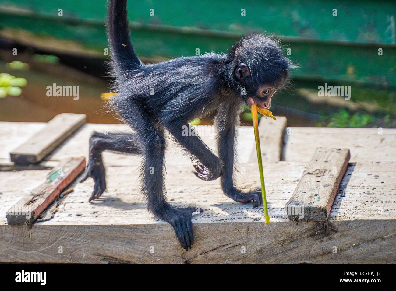 Baby spider monkey, at the Community November 3, The Village (La Aldea), Amazon, Peru. Stock Photo
