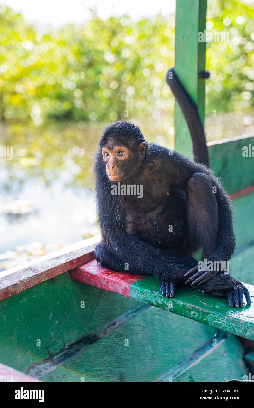 Female spider monkey, at the Community November 3, The Village (Comunidad 03 de Noviembre, La Aldea) Stock Photo
