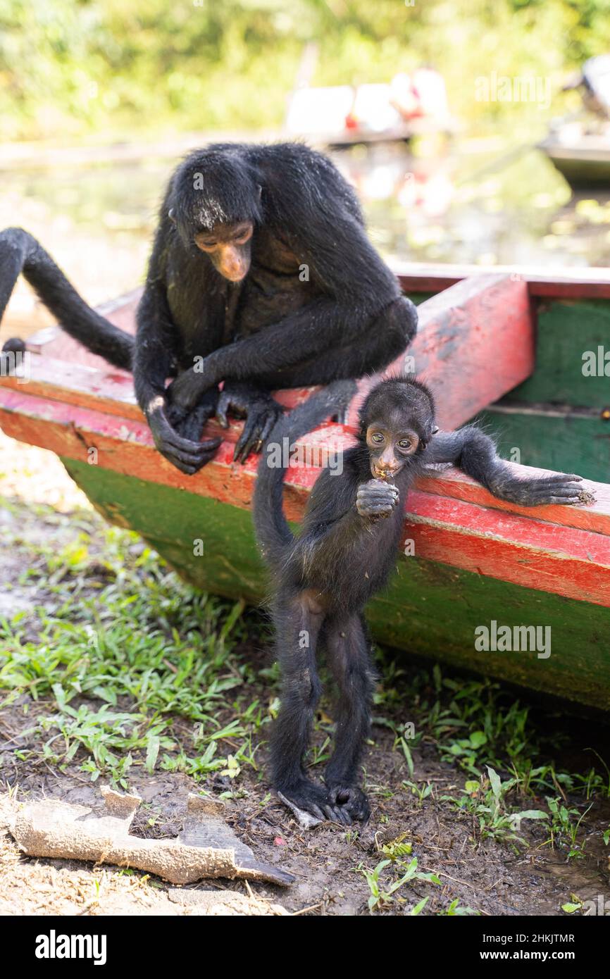 Female spider monkey and her baby, at the Community November 3, The Village (Comunidad 03 de Noviembre, La Aldea) Stock Photo