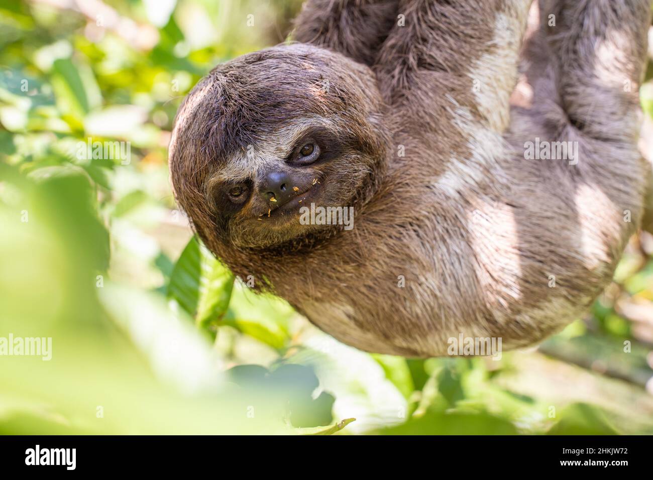 Baby sloth in the Amazon. At the Community November 3, The Village (La Aldea), Amazon, Peru. Stock Photo