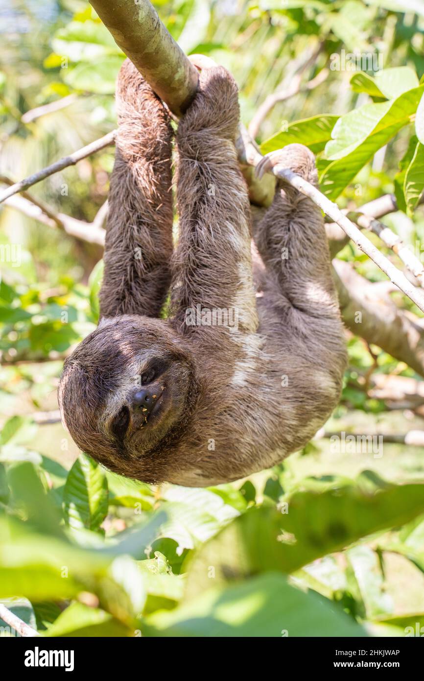 Baby sloth in the Amazon. At the Community November 3, The Village (La ...