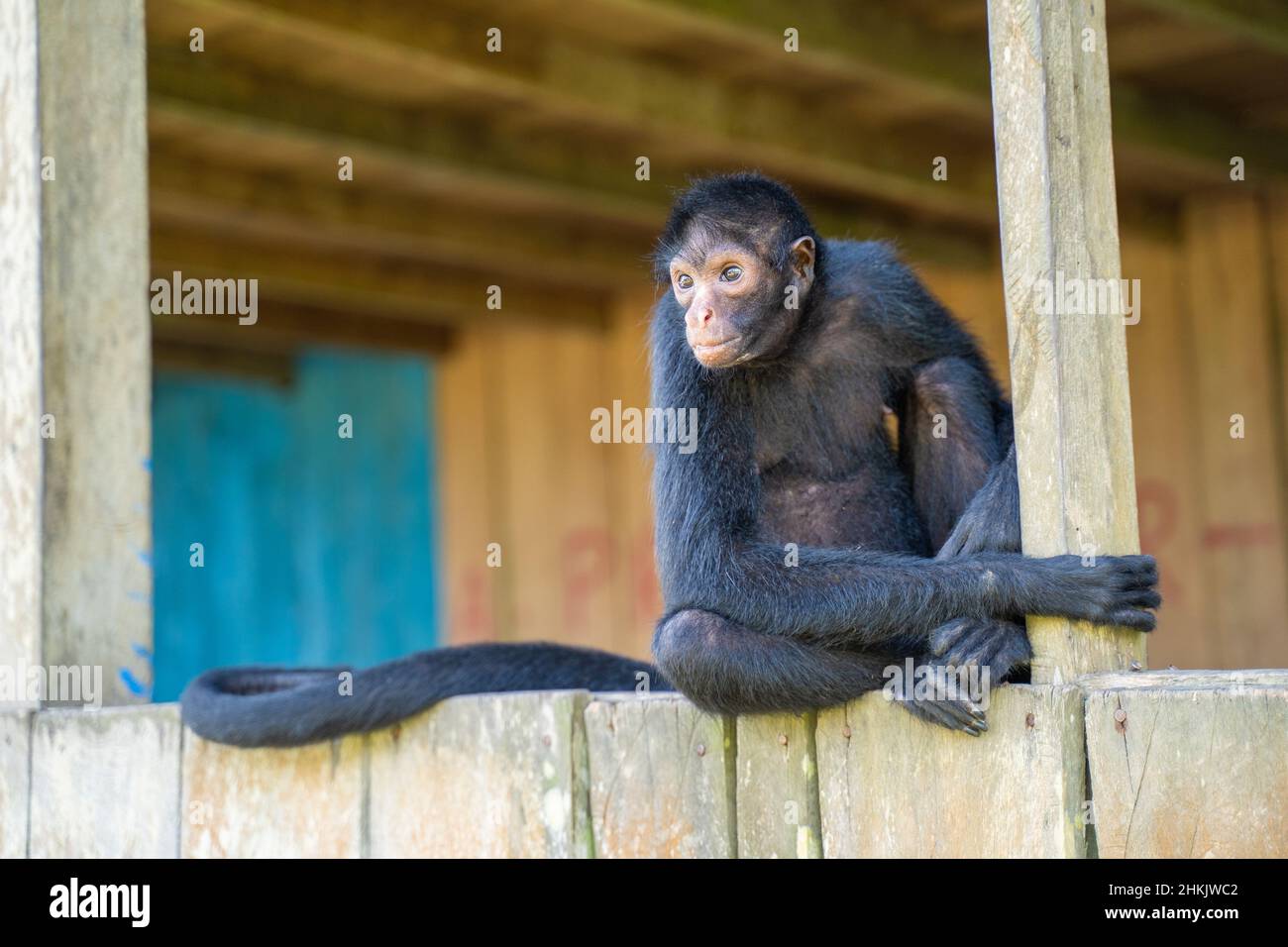 Female spider monkey, hat the Community La Aldea, Amazon, Peru Stock Photo