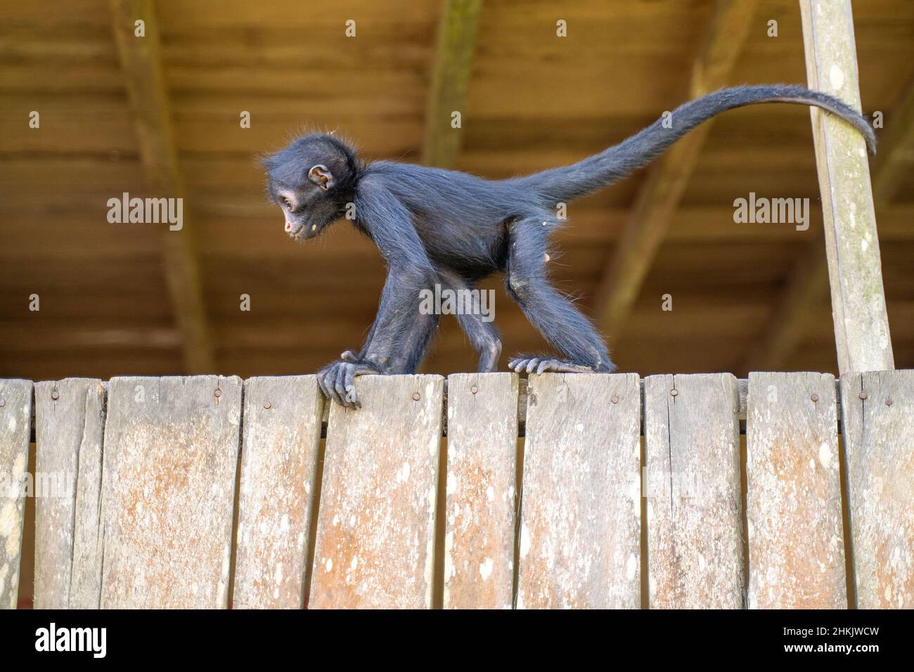 Baby spider monkey, at the Community November 3, The Village (La Aldea), Amazon, Peru. Stock Photo
