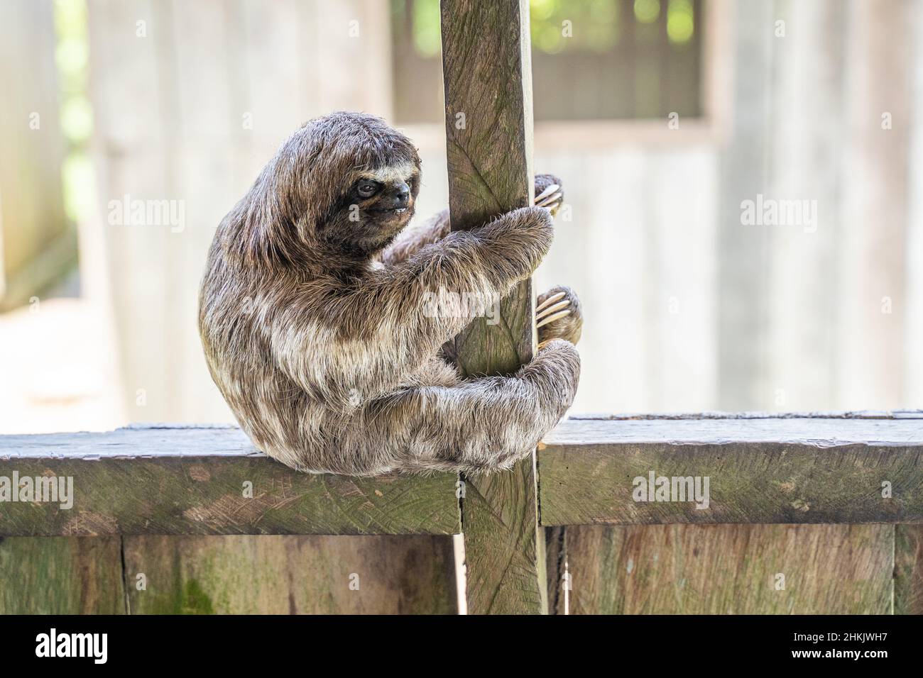 Baby sloth in the Amazon. At the Community November 3, The Village (La Aldea), Amazon, Peru Stock Photo