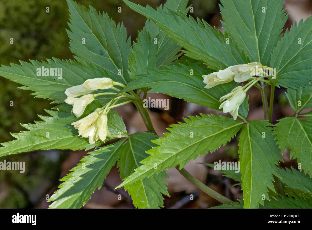 Coralroot, Bulb-bearing toothwort (Cardamine enneaphyllos, Dentaria enneaphyllos), flowers, Germany, Bavaria, Murnauer Moos Stock Photo