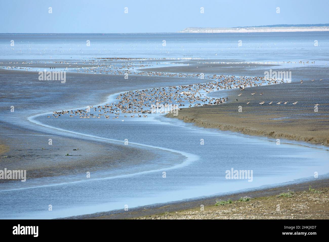 Ameland in the Wadden sea, Netherlands, Frisia Stock Photo