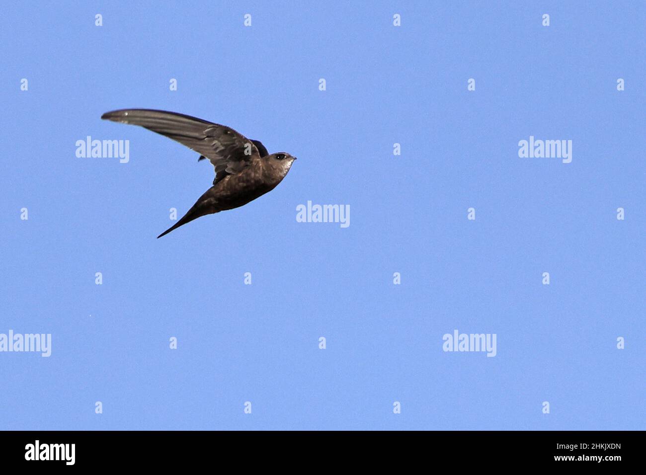 Plain swift (Apus unicolor), flying at blue sky, Canary Islands ...