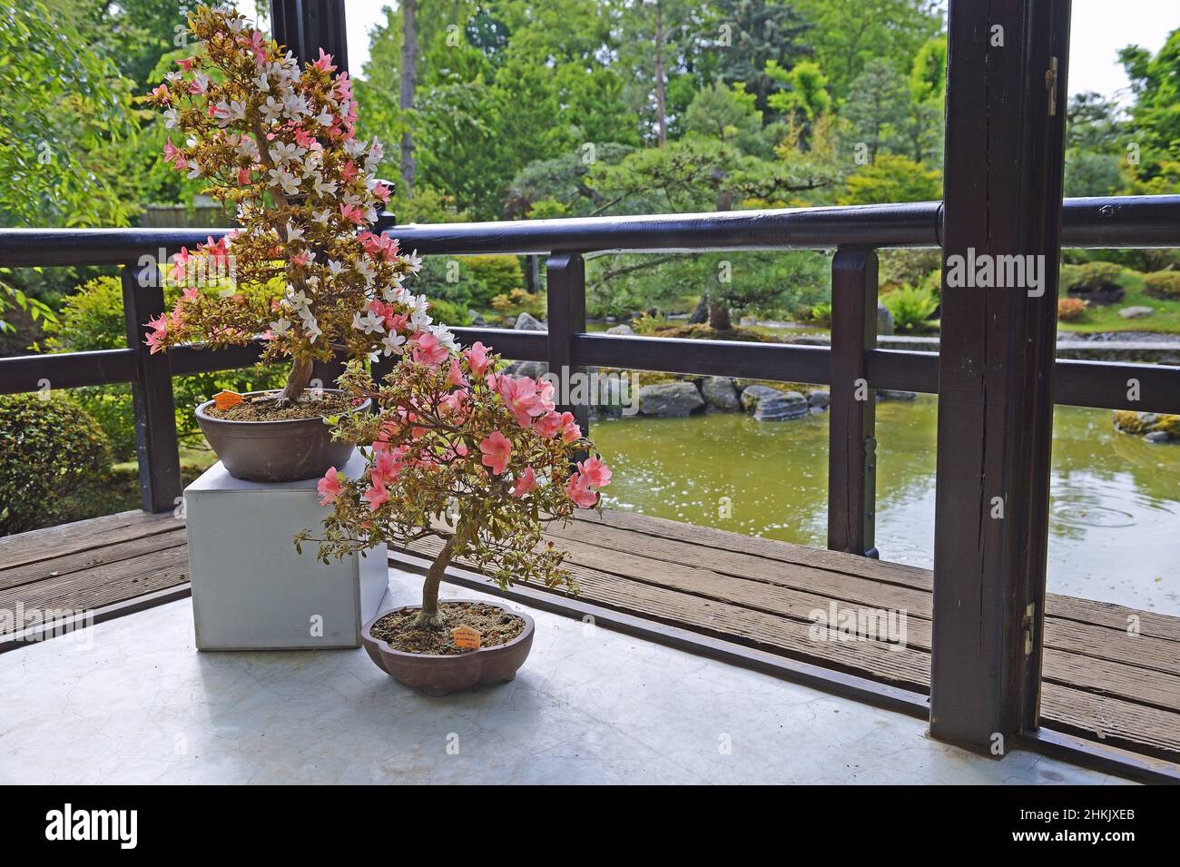 Satsuki azalea (Rhododendron indicum), as bonsai in a Japanese Garden Stock Photo