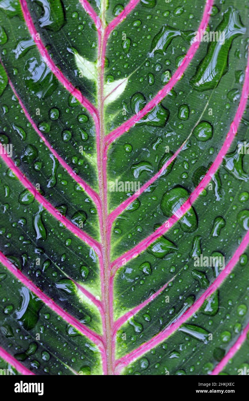 Prayer Plant, Red-veined Maranta (Maranta leuconeura 'Erythroneura'), leaf with water drops Stock Photo