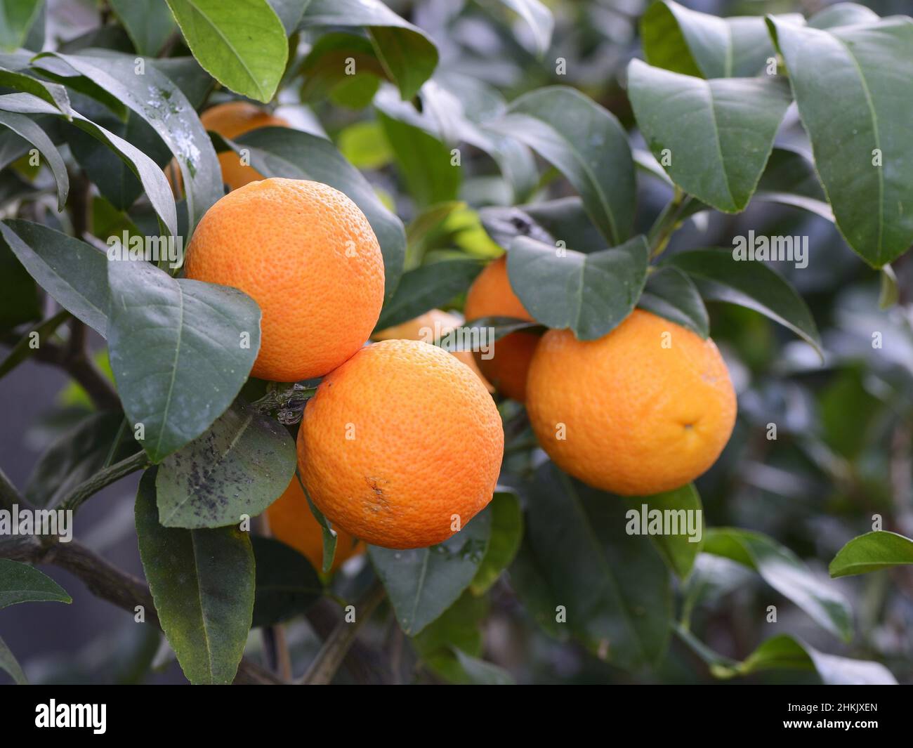 Orange tree (Citrus sinensis), oranges on a tree, Bundesrepublik Deutschland Stock Photo