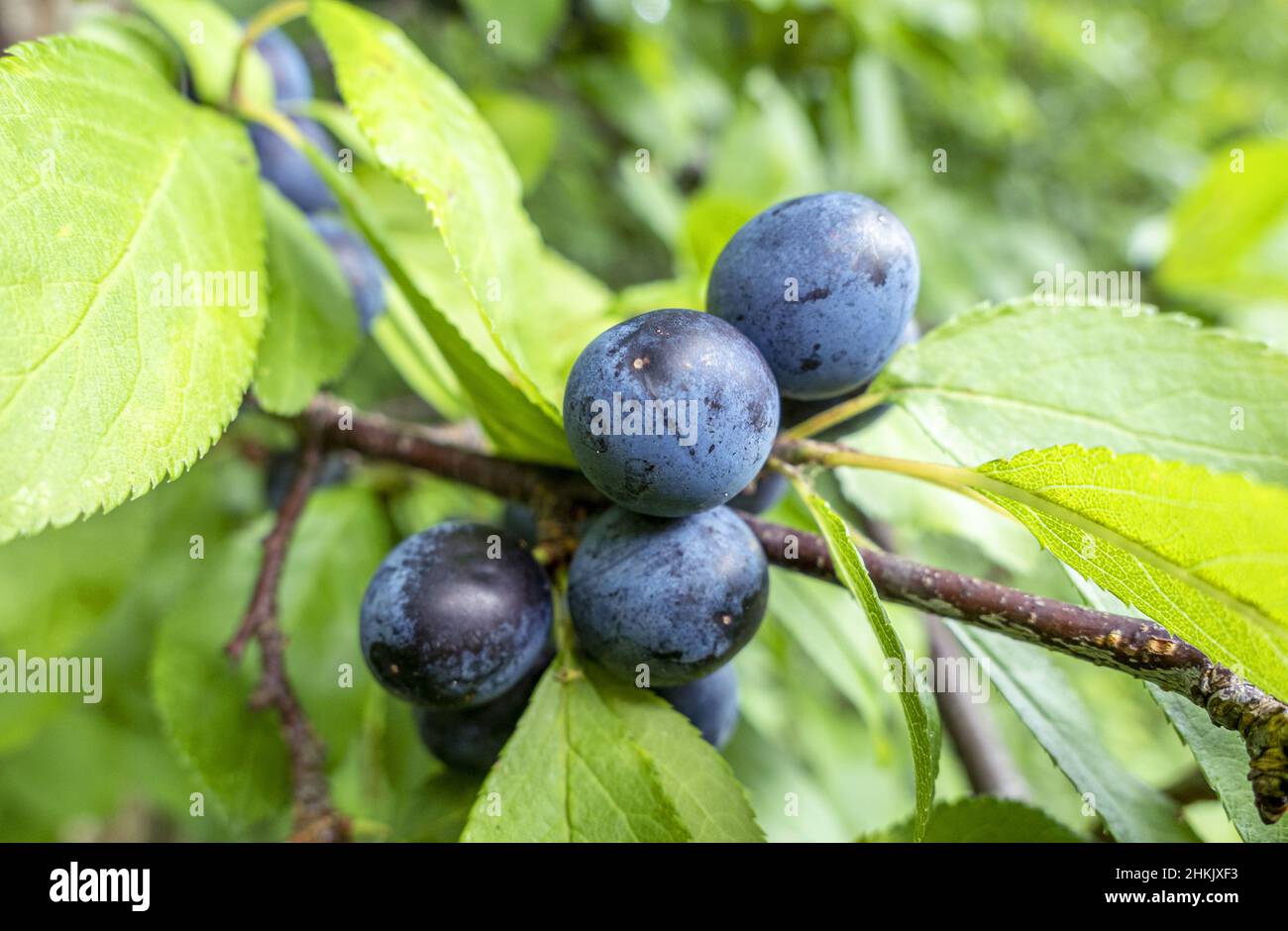 blackthorn, sloe (Prunus spinosa), leaves and fruits, Germany, Bavaria Stock Photo