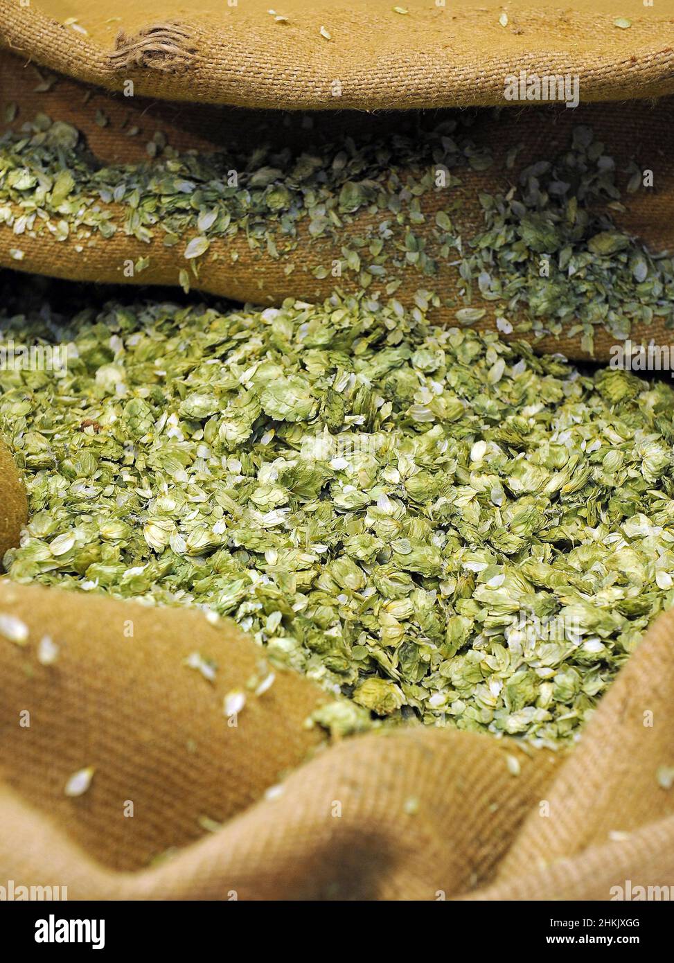common hop (Humulus lupulus), sack of dried hops for beer production