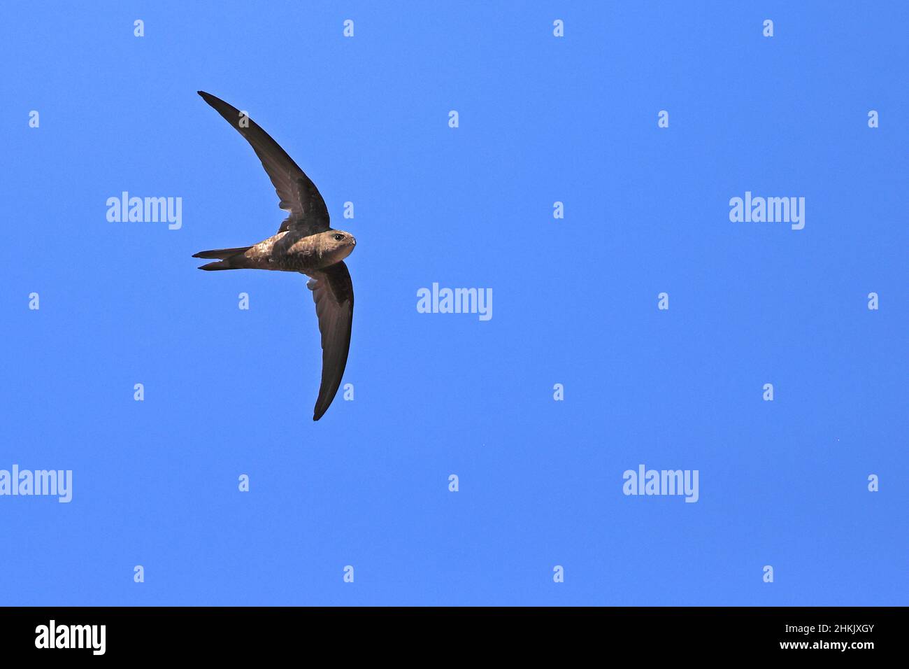 Plain swift (Apus unicolor), flying at blue sky, Canary Islands ...