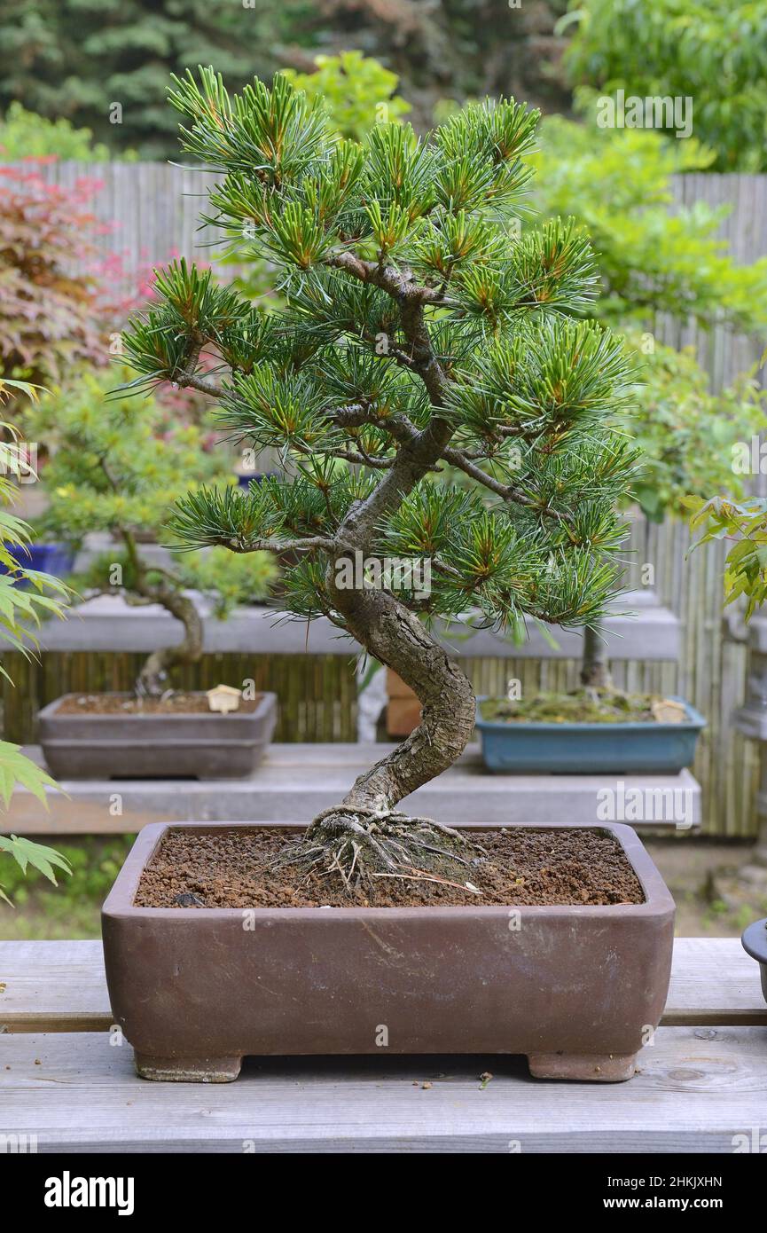 Japanese white pine (Pinus parviflora, Pinus pentaphylla), bonsai tree Stock Photo