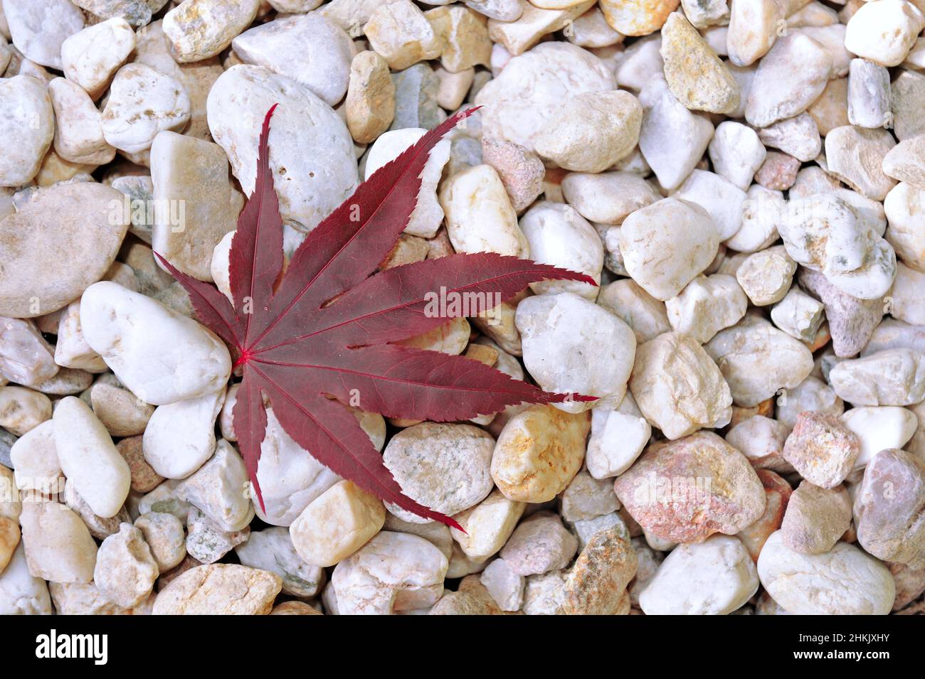 Japanese maple (Acer palmatum), maple leaf on pebble stones Stock Photo
