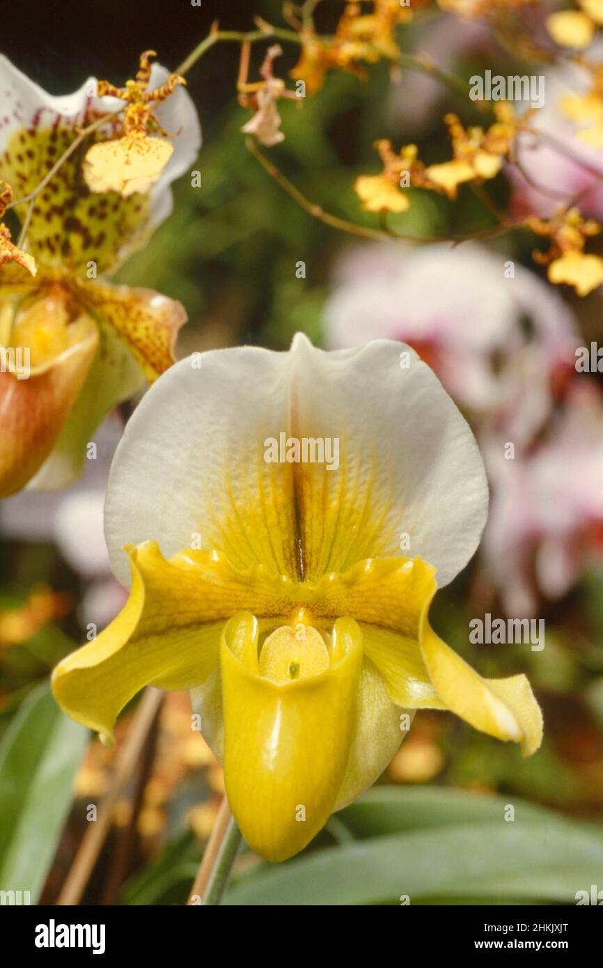 lady's slipper orchid (Paphiopedilum spec.), flower, Germany, Bavaria Stock Photo