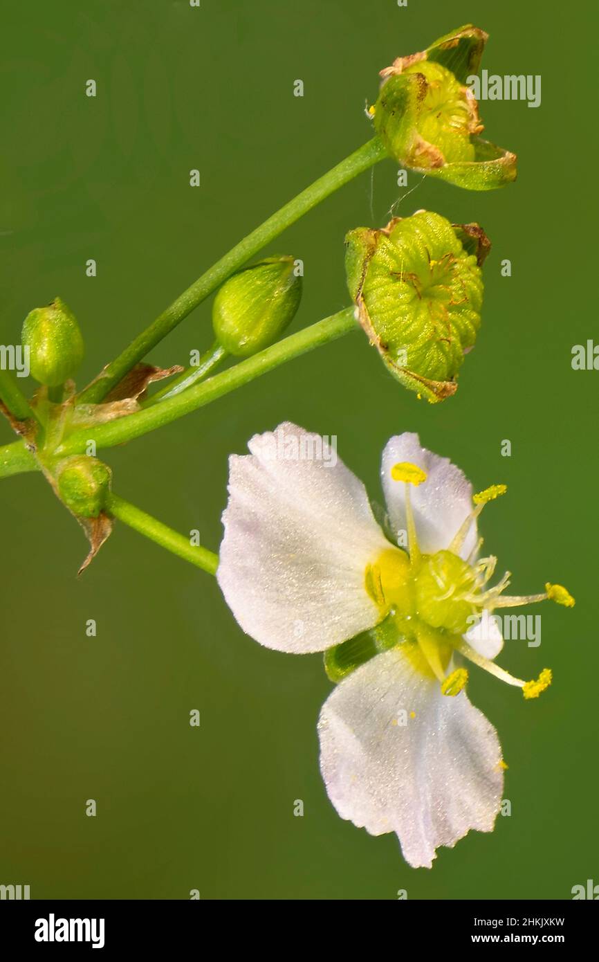 water-plantain (Alisma plantago-aquatica), flowers and fruit, Germany, Bavaria, Murnauer Moos Stock Photo