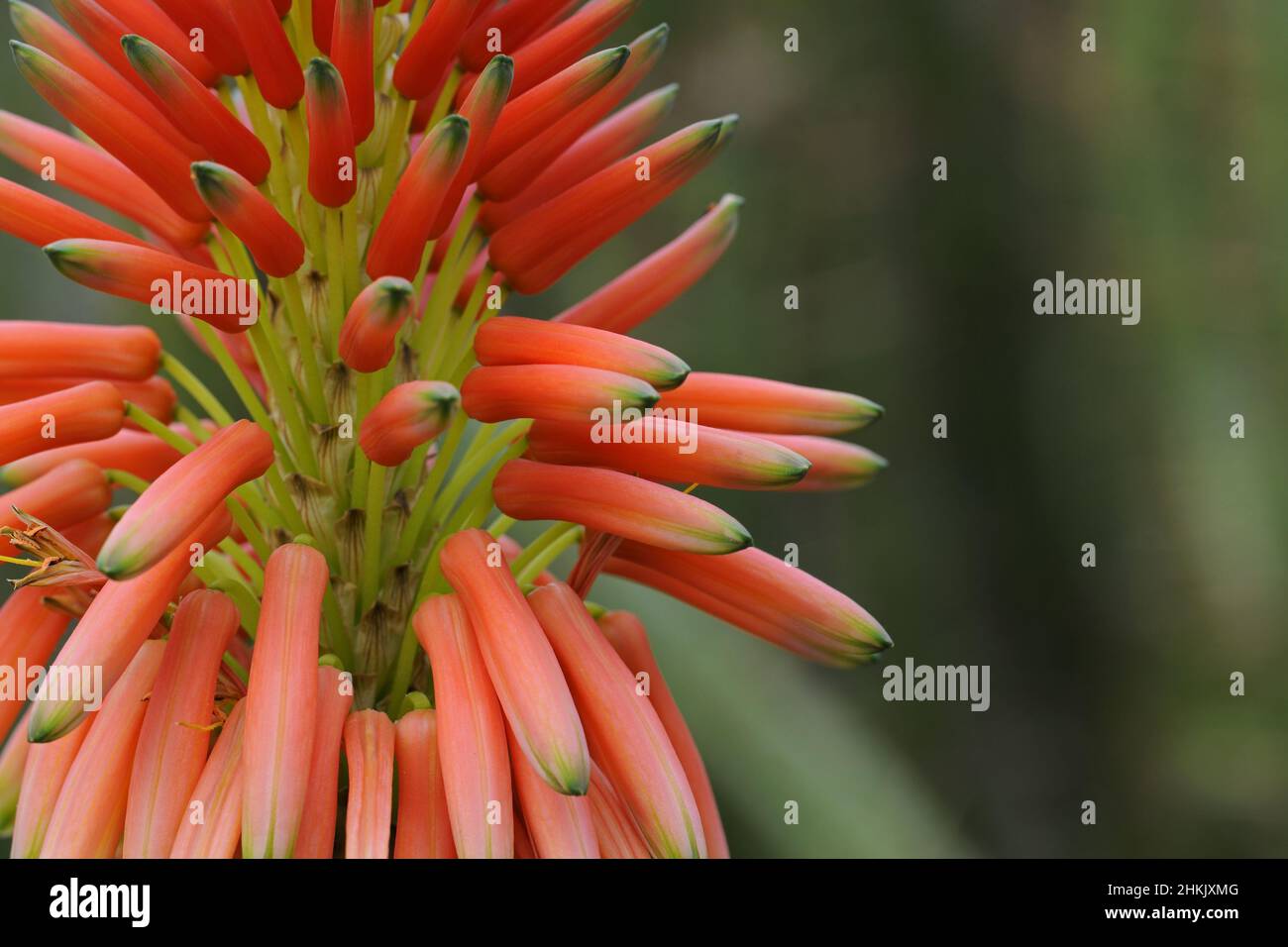 aloe (Aloe arborescens), section of an inflorescence Stock Photo