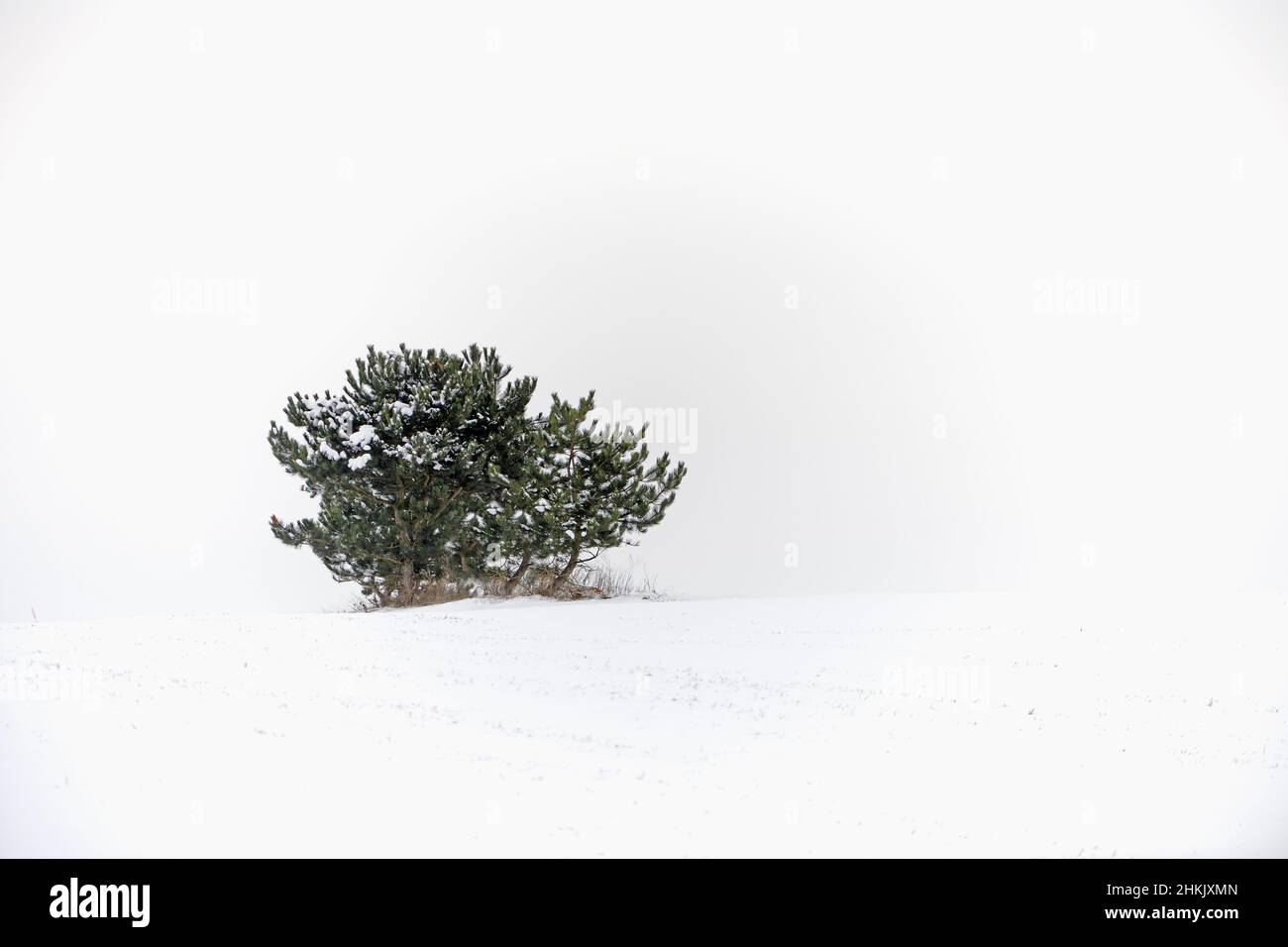 Mountain pine, Mugo pine (Pinus mugo), single bush in snow, Germany Stock Photo