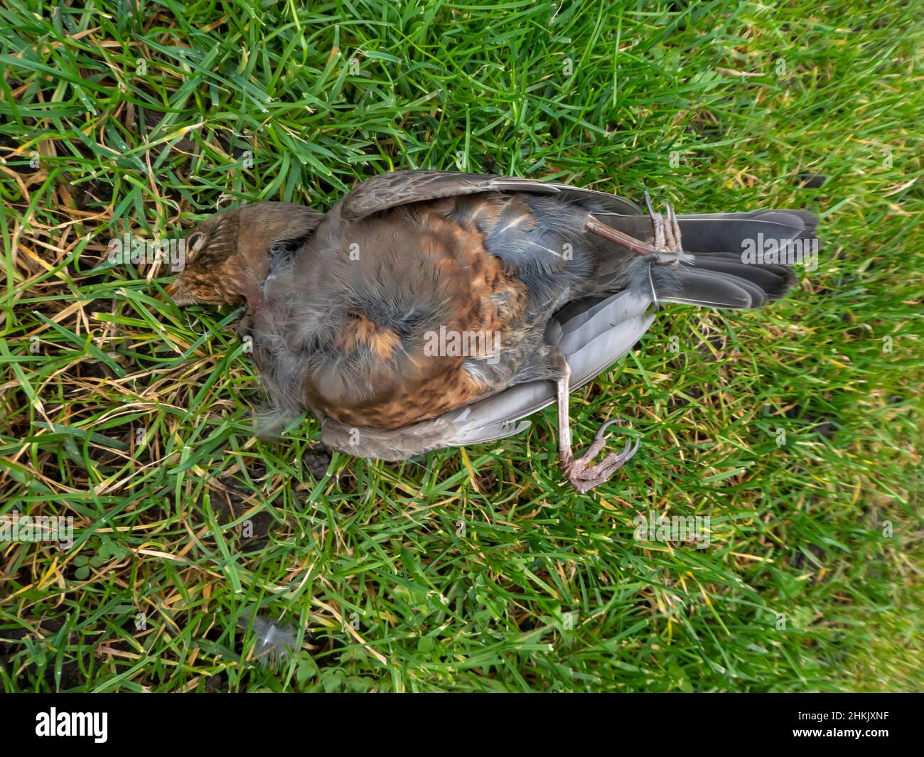 fieldfare (Turdus pilaris), lying dead in a meadow, side view, Germany, Lower Saxony Stock Photo