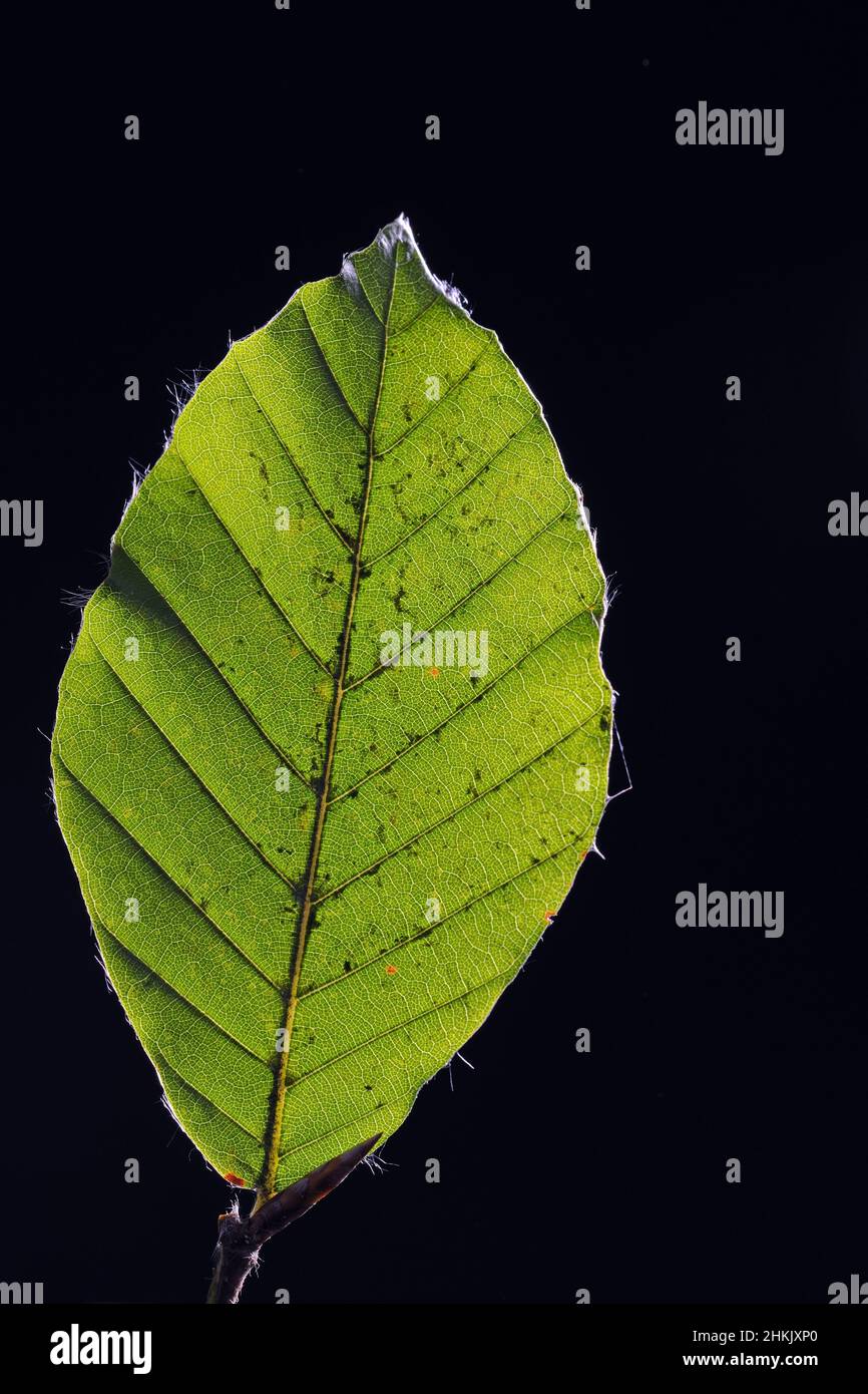 common beech (Fagus sylvatica), leaf against black background Stock Photo