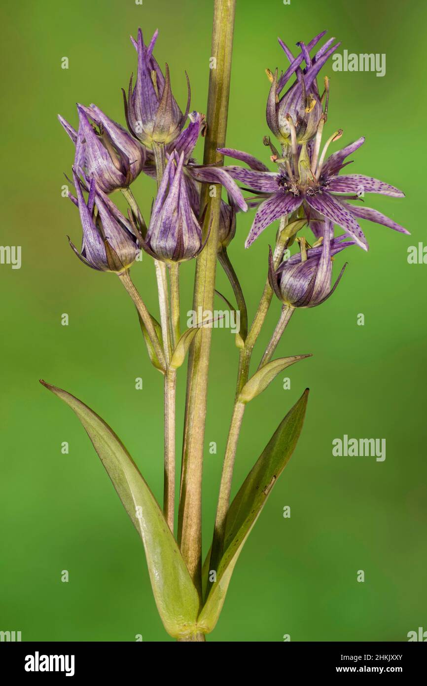 Felwort (Swertia perennis), inflorescence, Germany, Bavaria, Murnauer Moos Stock Photo