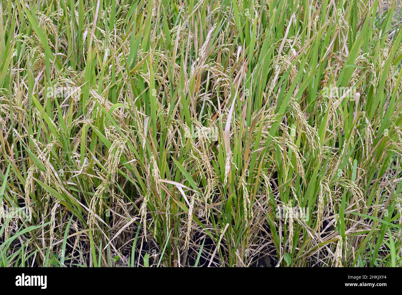 common rice (Oryza sativa), rice mature for harvesting, Indonesia, Bali Stock Photo