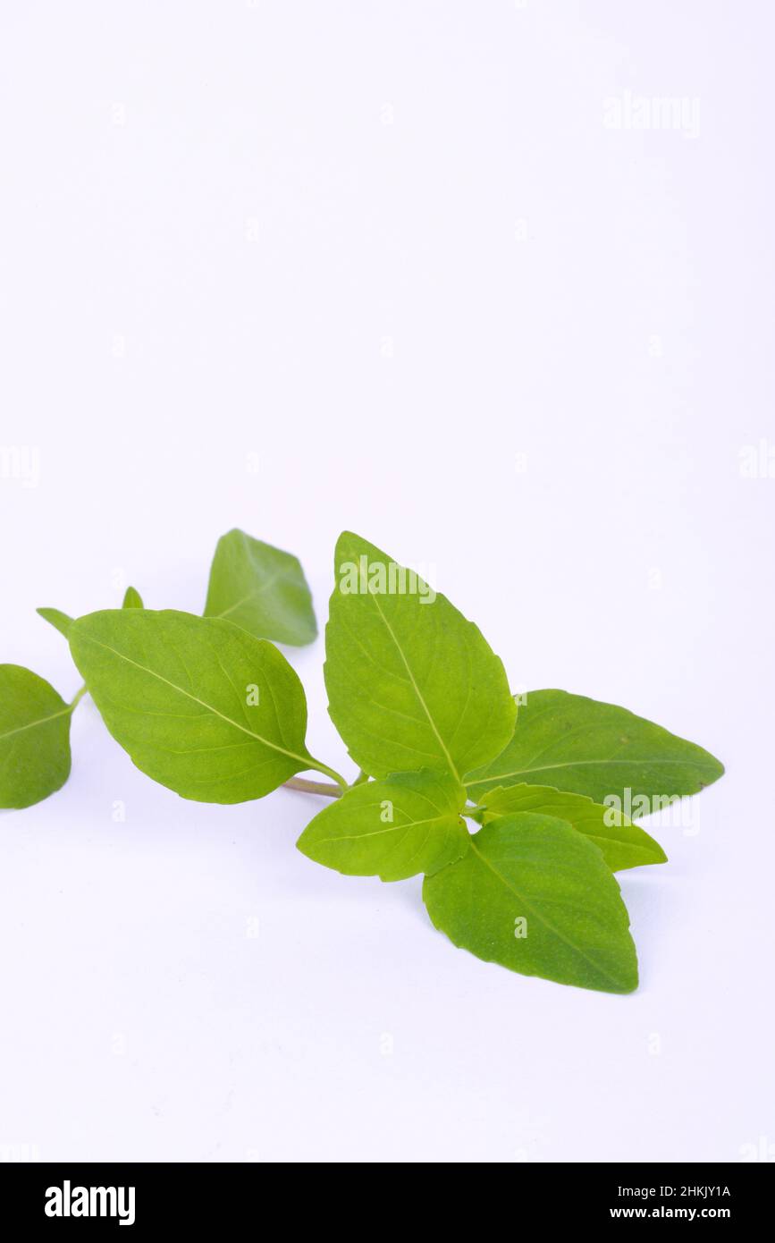 sweet basil (Ocimum basilicum), fresh basil leaves Stock Photo Alamy