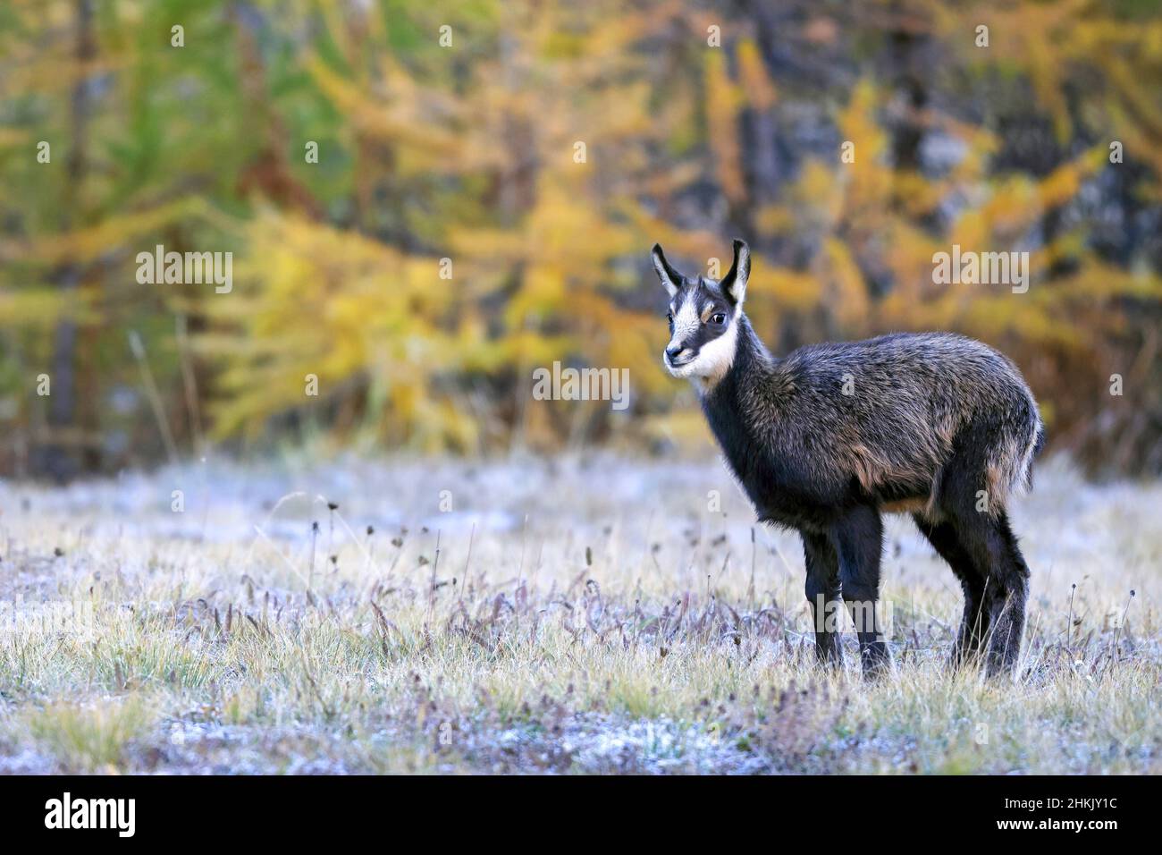 chamois (Rupicapra rupicapra), infant chamois standing in a mountain meadow, side view, Italy, Gran Paradiso National Park, Valsavarenche Stock Photo