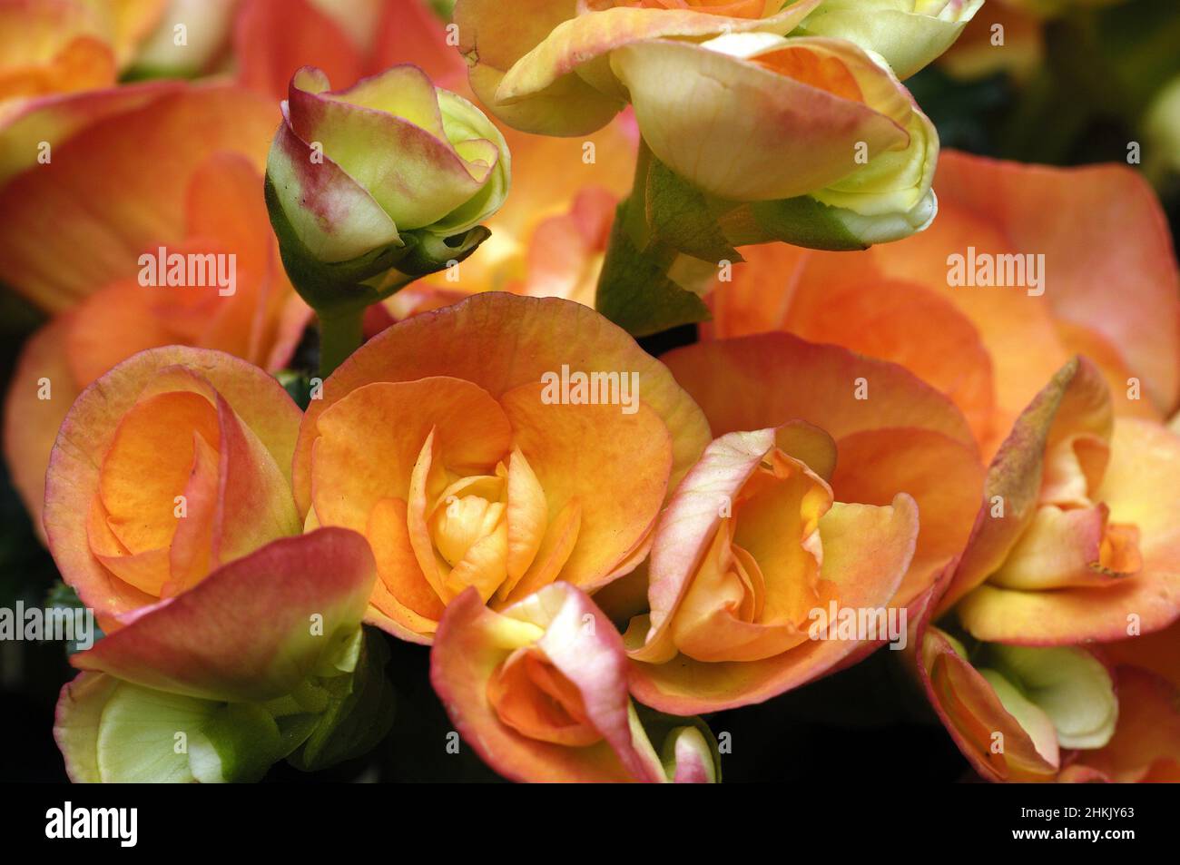 begonia (Begonia spec.), begonia flowers Stock Photo
