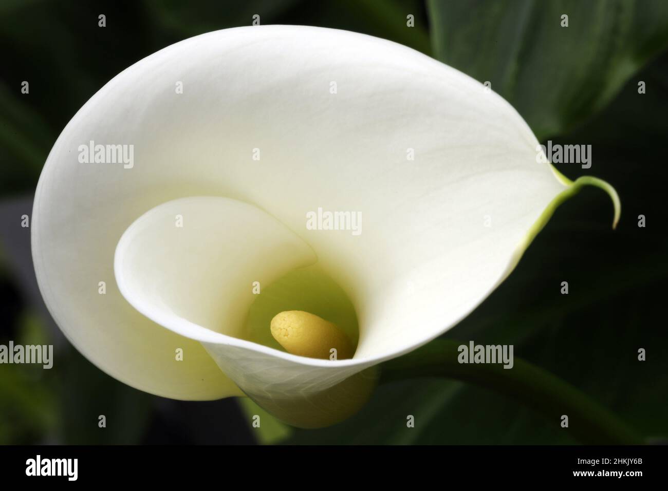 common calla lily, Jack in the pulpit, florist's calla, Egyptian lily, Arum Lily (Zantedeschia