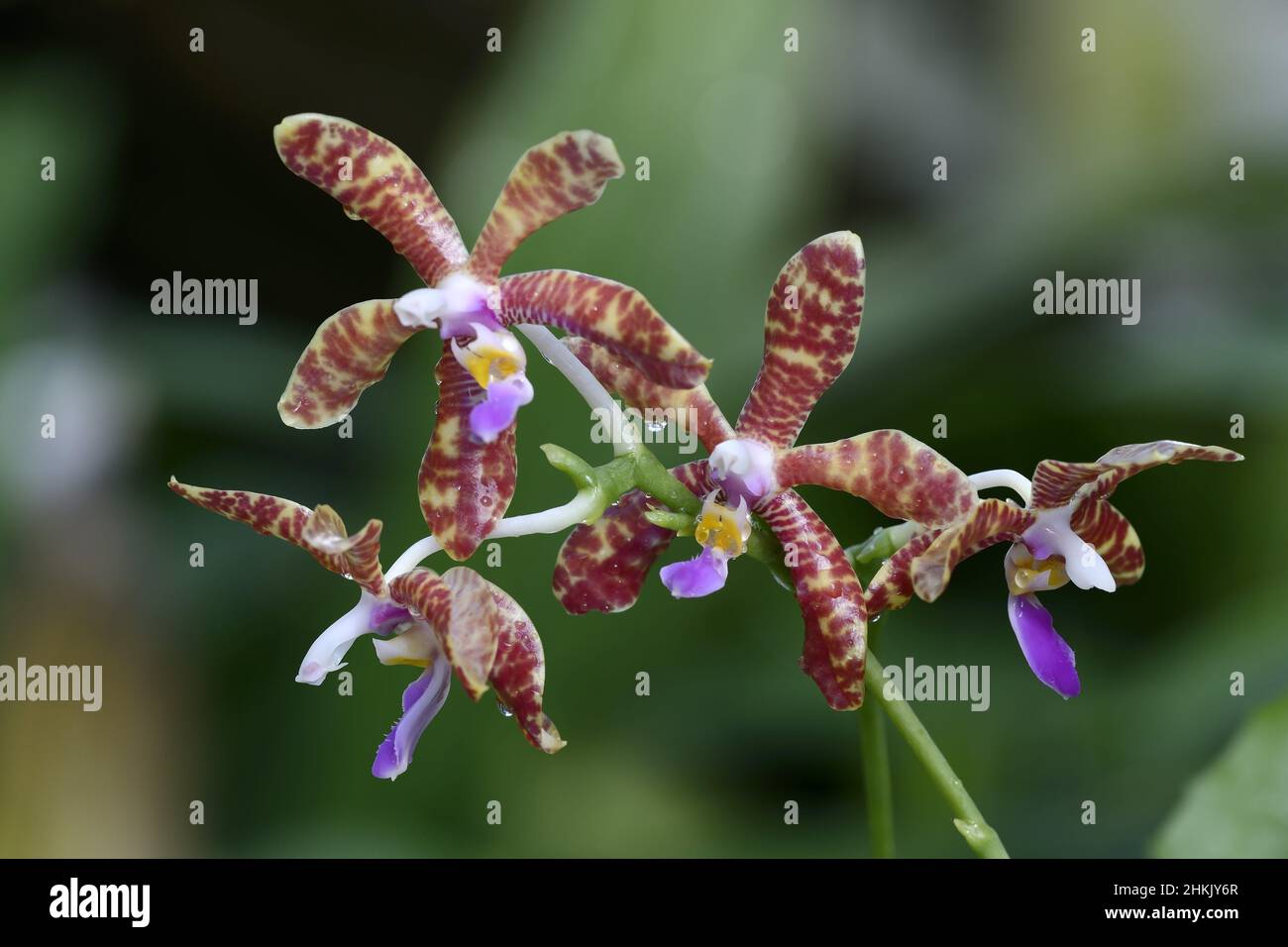 Boxalls Phalaenopsis (Phalaenopsis lueddemanniana ssp. boxallii, Phalaenopsis lueddemanniana), flowers, wild form, Philippines Stock Photo