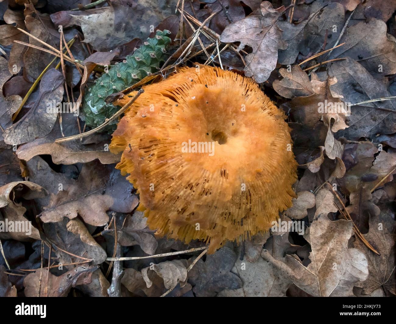 rotten mushroom on forest floor, Germany, Lower Saxony Stock Photo