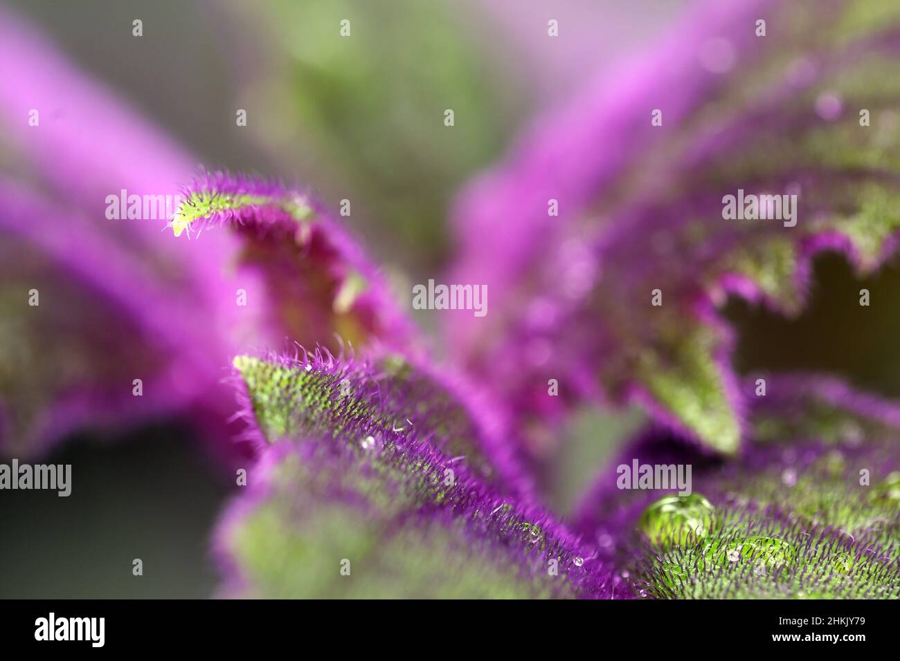 Purple Passion Vine (Gynura aurantiaca), leaf Stock Photo
