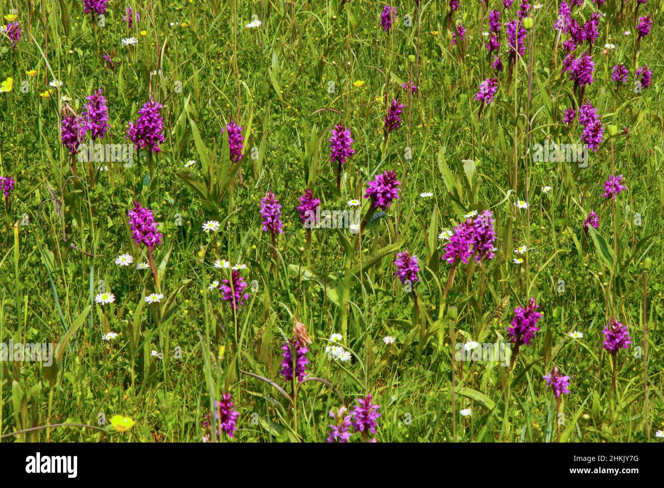 western marsh-orchid (Dactylorhiza majalis), blooming in a meadow, Germany Stock Photo