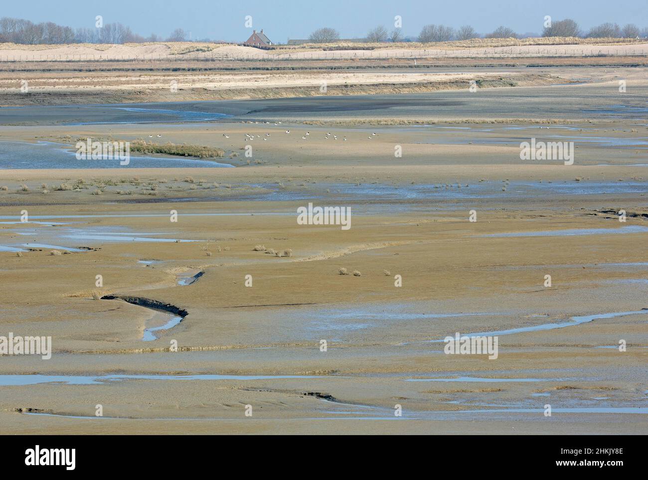 mudflat in the Zwin nature reserve, Belgium, West Flanders, Natuurreservaat het Zwin, Knokke Stock Photo