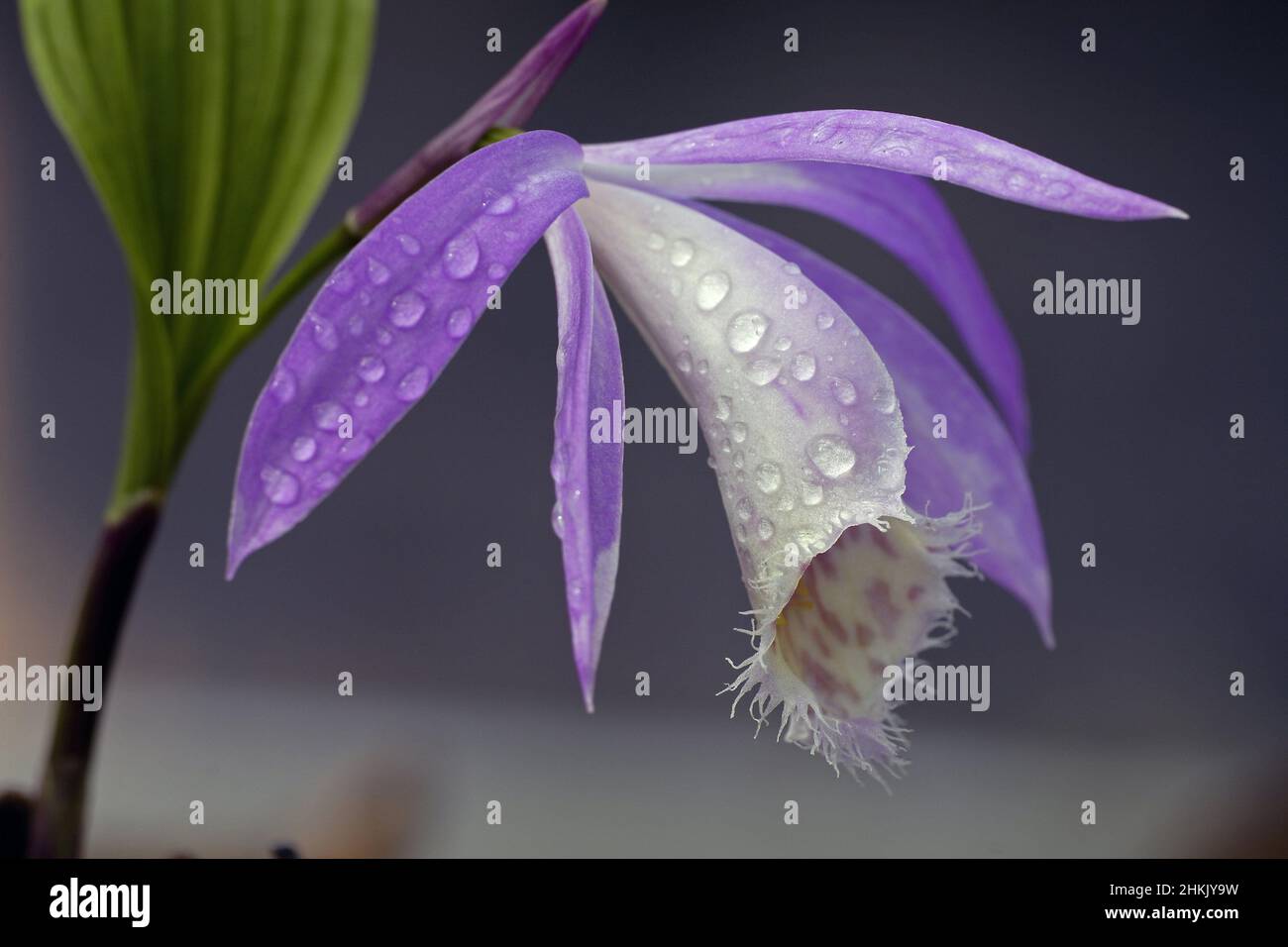 Taiwan pleione, Windowsill orchid (Pleione formosana), flower Stock Photo