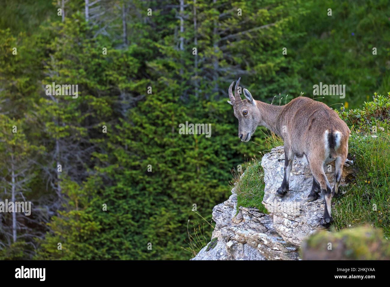 Alpine ibex (Capra ibex, Capra ibex ibex), young animal standing at a cliff edge, Switzerland, Bernese Oberland, Beatenberg Stock Photo
