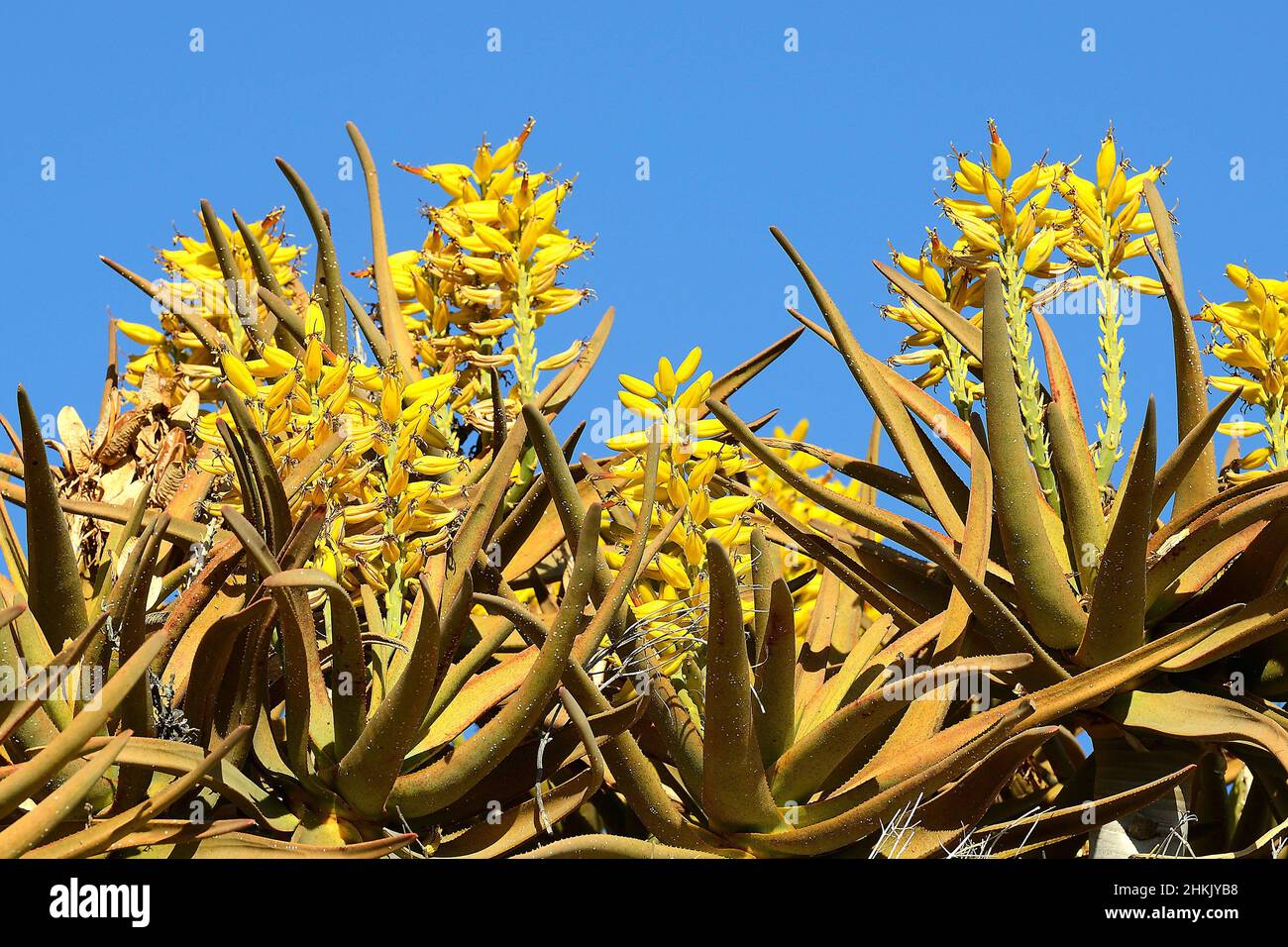 Kokerboom, Quivertree, Quiver Tree (Aloe dichotoma), inflorescences, Namibia, Keetmanshoop Stock Photo