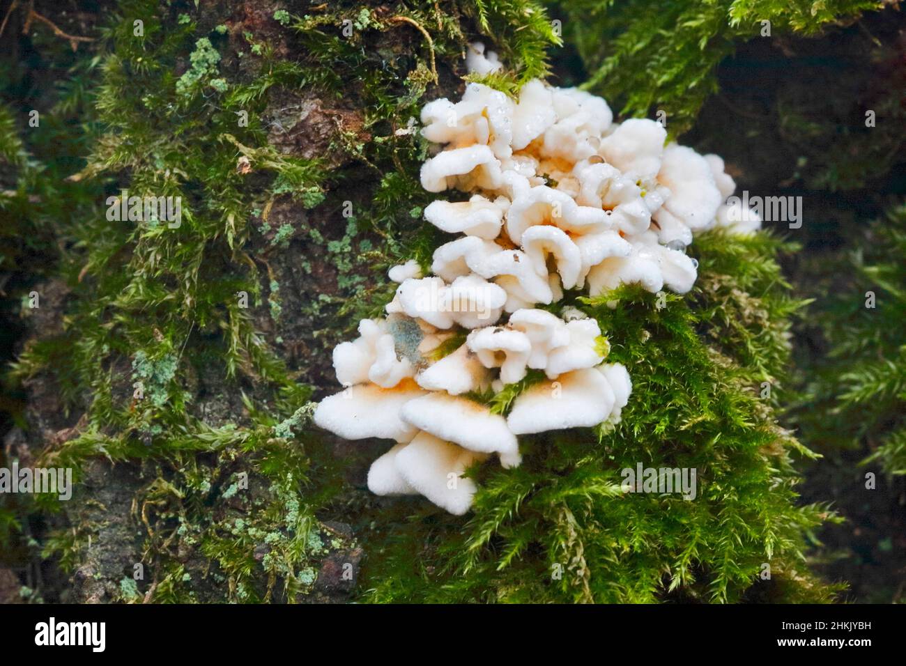 Crimped gill (Plicaturopsis crispa, Plicatura crispa, Plicatura faginea ...