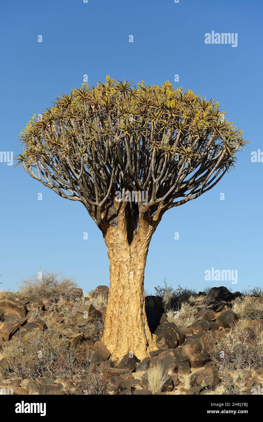 Kokerboom, Quivertree, Quiver Tree (Aloe dichotoma), at sunrise, Namibia, Keetmanshoop Stock Photo